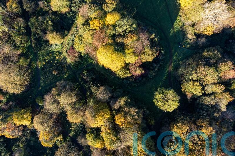 UK ‘risks sending mixed signals’ with approach to global deforestation rules