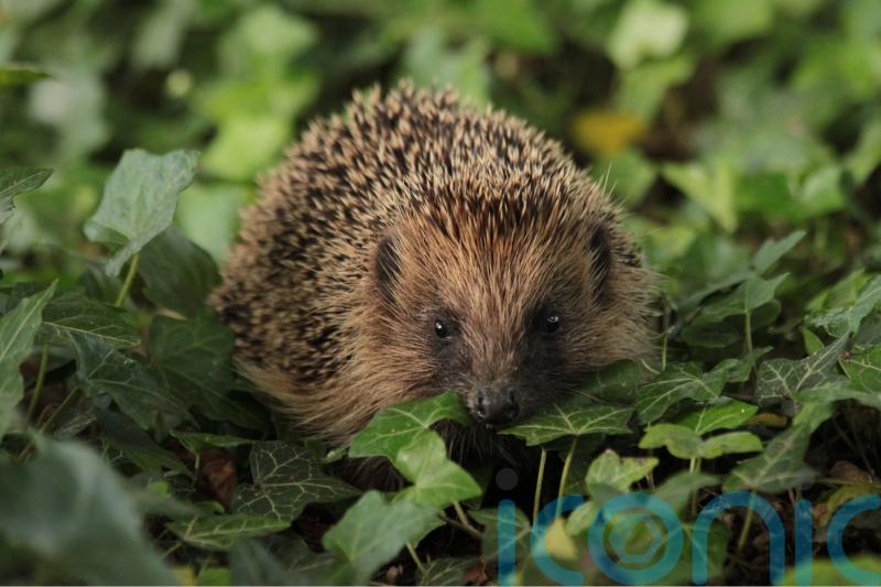 Trail cameras, AI and armchair wildlife-spotters recruited to help hedgehogs