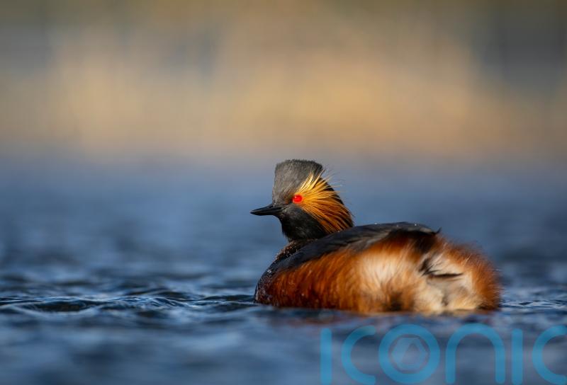 Rare vulnerable bird species sees record year for breeding, RSPB says