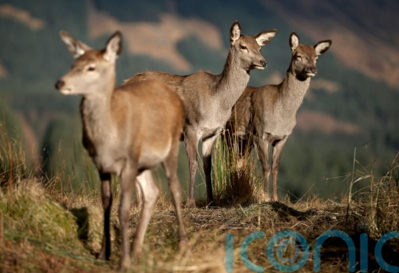Deer management orders could contravene human rights, shooting body warns
