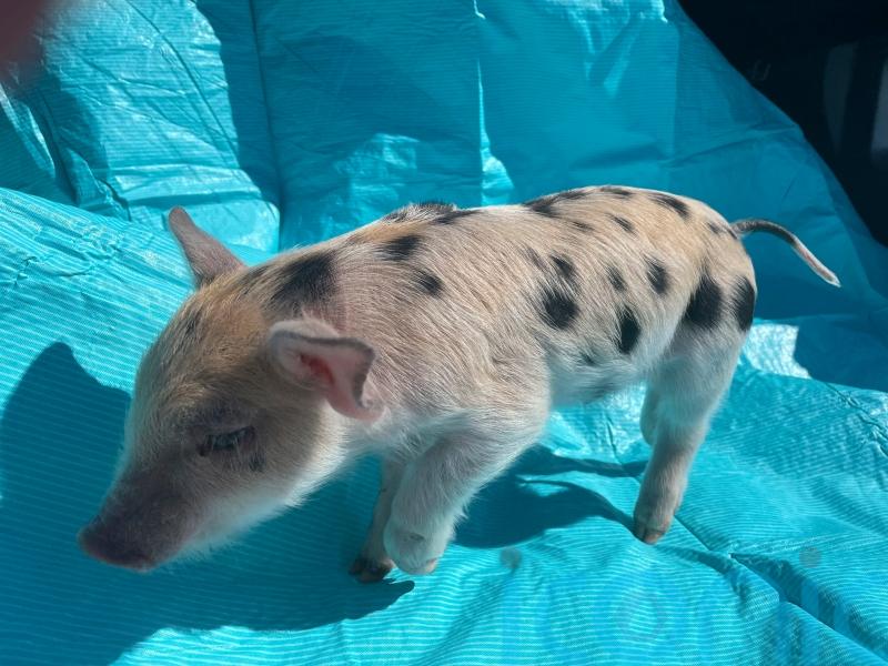 Baseball team accused of fat-shaming after naming mascot Ozempig