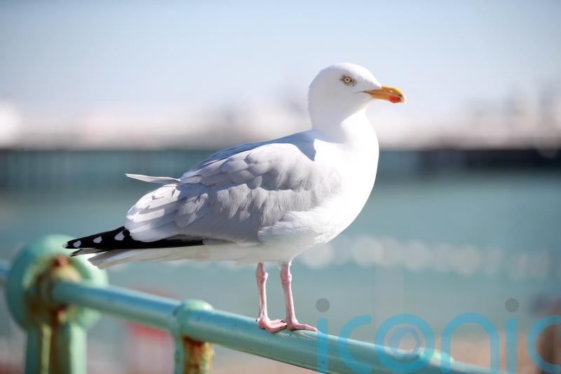 Trespassing bird brings rush-hour trains to a standstill in Brighton