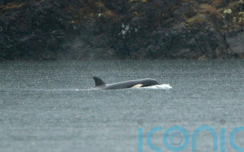 Orca calf stranded in Canadian lagoon will be airlifted out, rescuers say