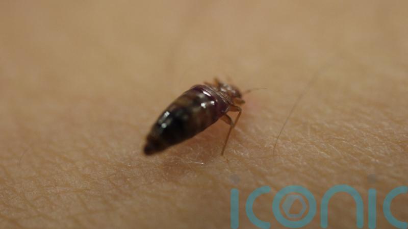Bed bug callouts up 23% in 2023, figures suggest