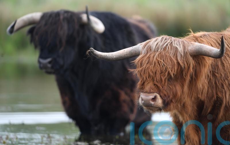 Farmers urged to give views on fitting newborn cattle with electronic ear tags
