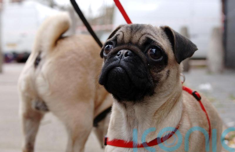 MPs call for crackdown on ‘designer’ dog clinics and unlicensed breeders