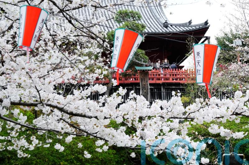 Crowds gather to see cherry blossoms at peak bloom in Tokyo