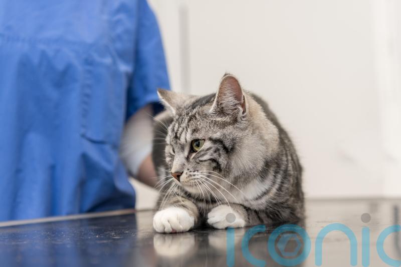 Vet firm CVS says UK operations disrupted by cyber attack