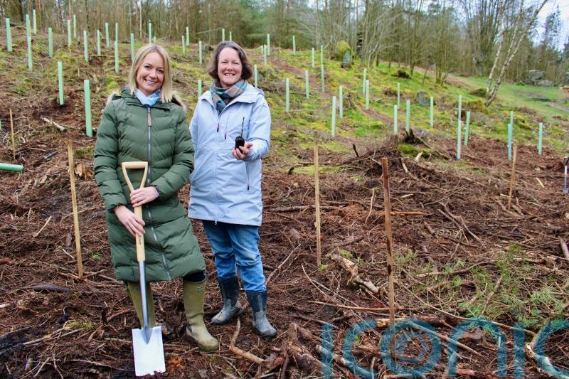 Artist creates woodland trail in memory of Sycamore Gap tree
