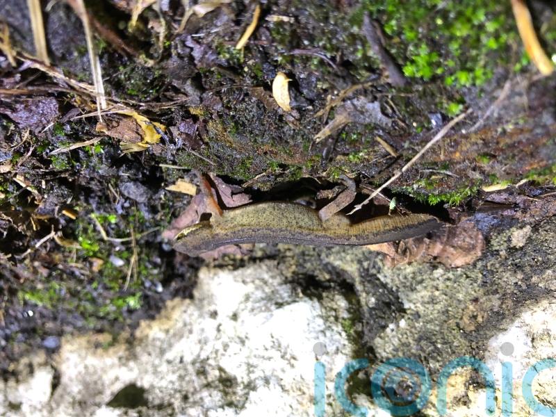 Best year for Bath-based toad patrol since 2010