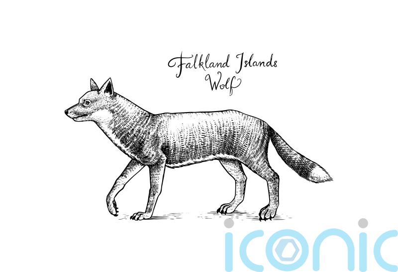 Extinct fox found in Argentina shared ‘strong bond’ with humans – study