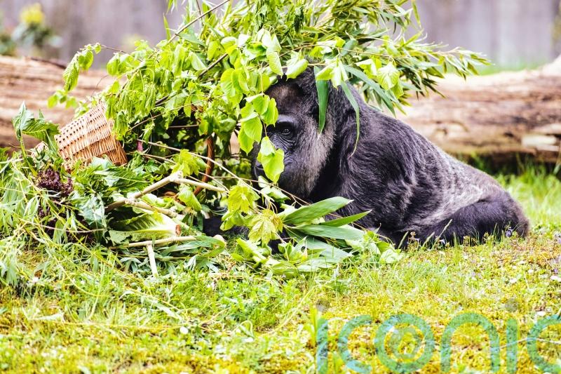Berlin Zoo celebrates gorilla’s 67th birthday with fruity treat