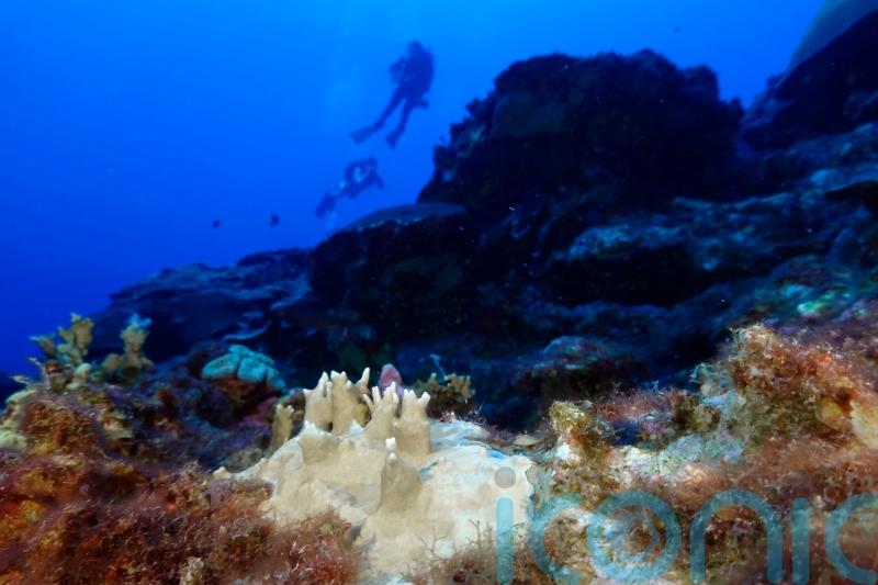Scientists say coral reefs around the world are experiencing mass bleaching