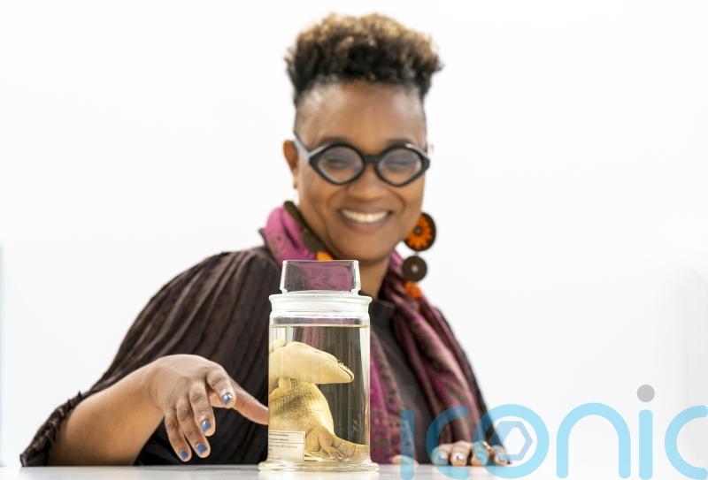 Lizard specimen being returned to Jamaica ‘transformational’, researchers say