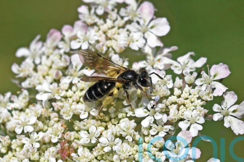 ‘Bug splat’ survey shows 78% decline in flying insects in two decades