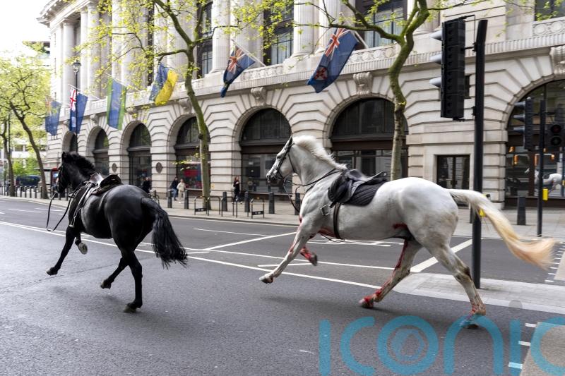 Loose horses bolt through central London