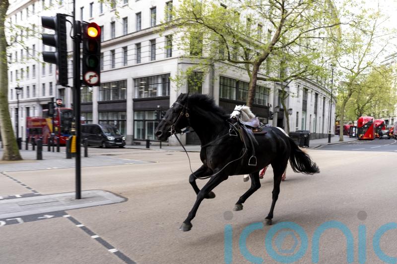 Army horses on the loose bolt through central London