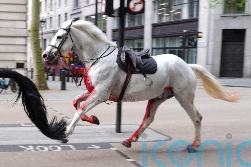 Army horses run amok in London after being spooked by falling rubble
