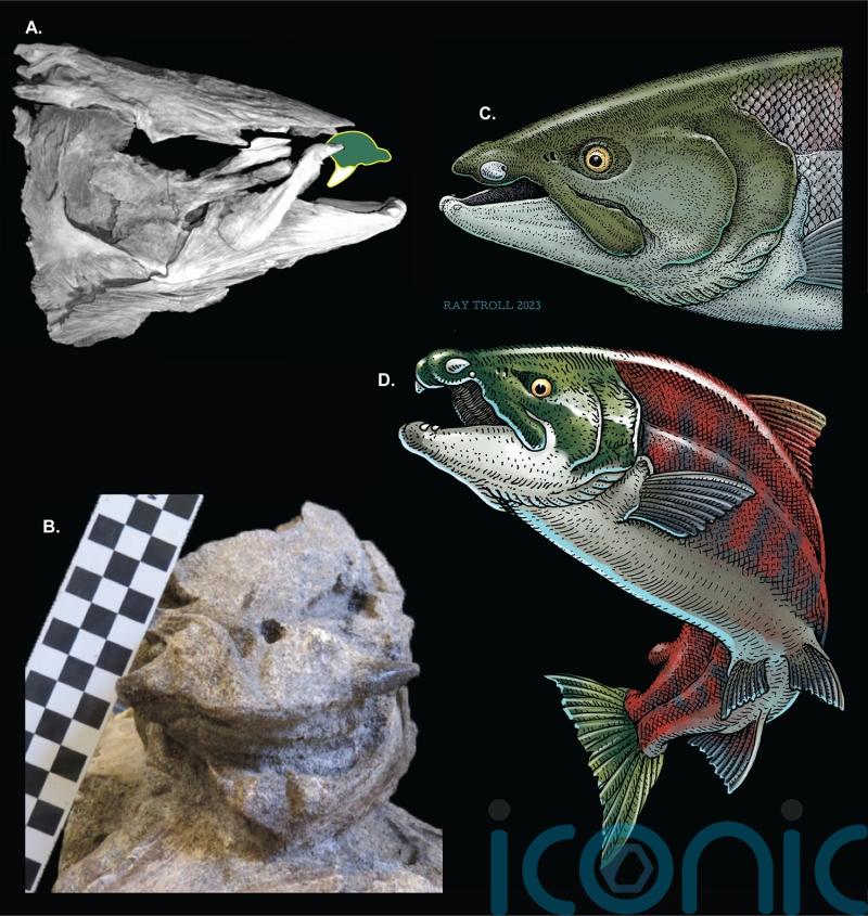 Extinct giant salmon ‘used tusk-like tooth for fighting and not catching prey’
