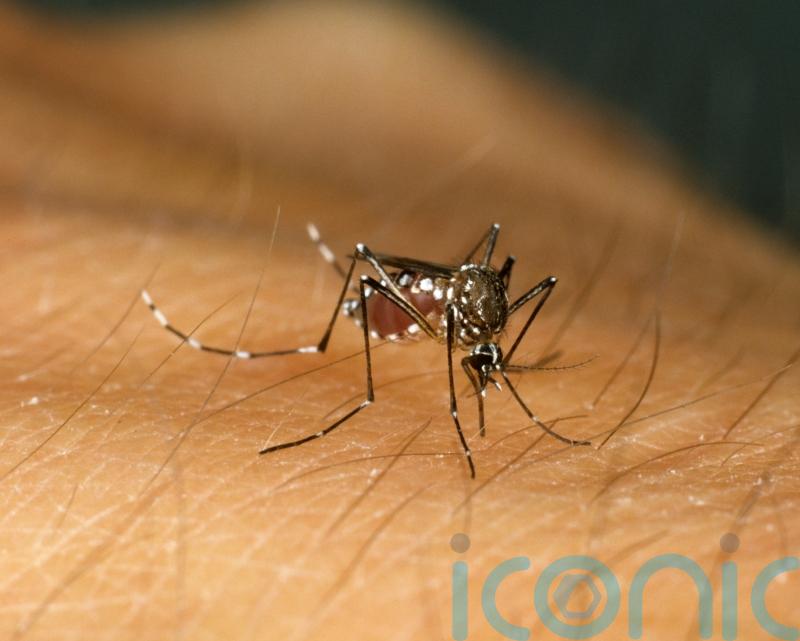 Over half of world’s population ‘could be at risk of mosquito-borne diseases’