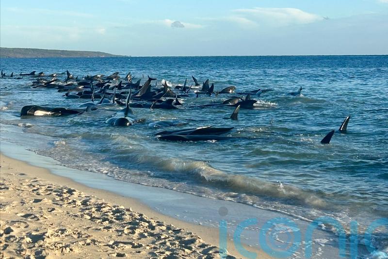 More than 100 pilot whales beached on western Australian coast are rescued