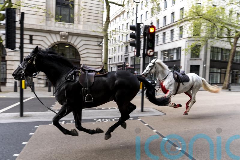 Injured military horses ‘continue to be cared for and closely observed’ – Army