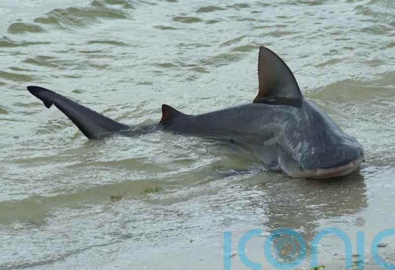 British tourist ‘aware and able to communicate’ in hospital after shark attack