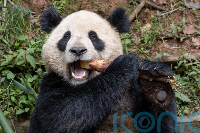 Pair of giant pandas set to travel from China to San Diego Zoo