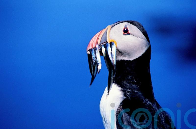 UK urged to ‘stand strong’ against EU on fishery closures to help seabirds
