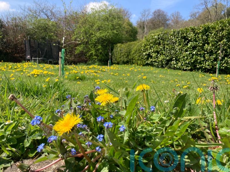 Gardeners back less frequent lawn mowing, poll finds, as ‘No Mow May’ begins