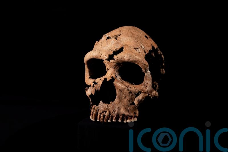 Neanderthal skull is pieced back together as part of Netflix documentary
