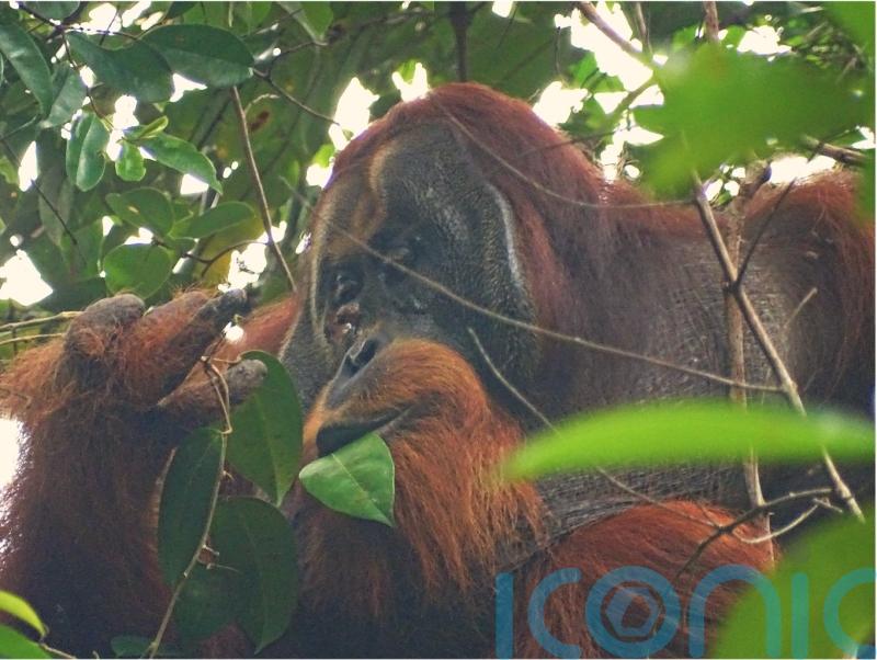 Wild orangutan observed treating wound with medicinal plant for first time