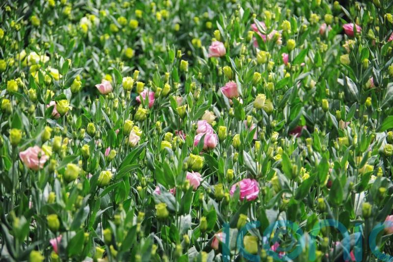 Post-Brexit checks ‘mean only the rich will be able to give flowers’, Lords told