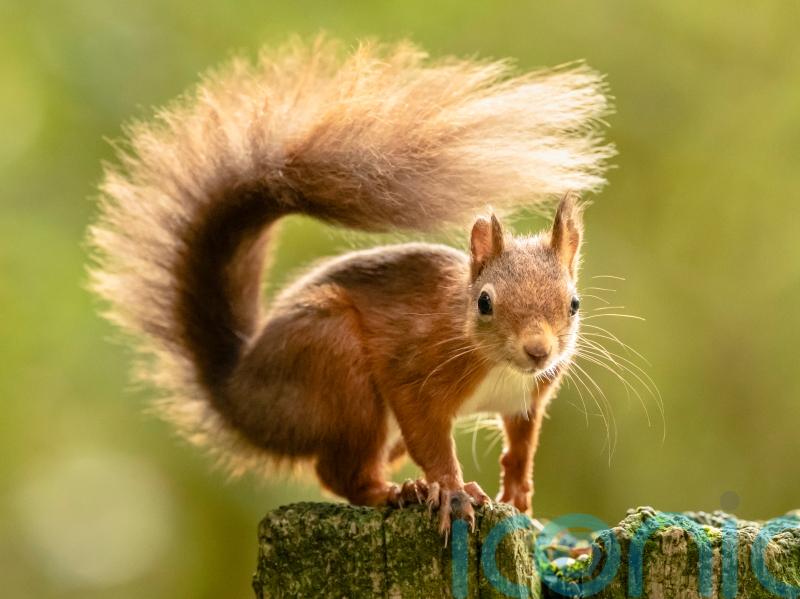 Leprosy ‘may have spread between red squirrels and humans in medieval England’