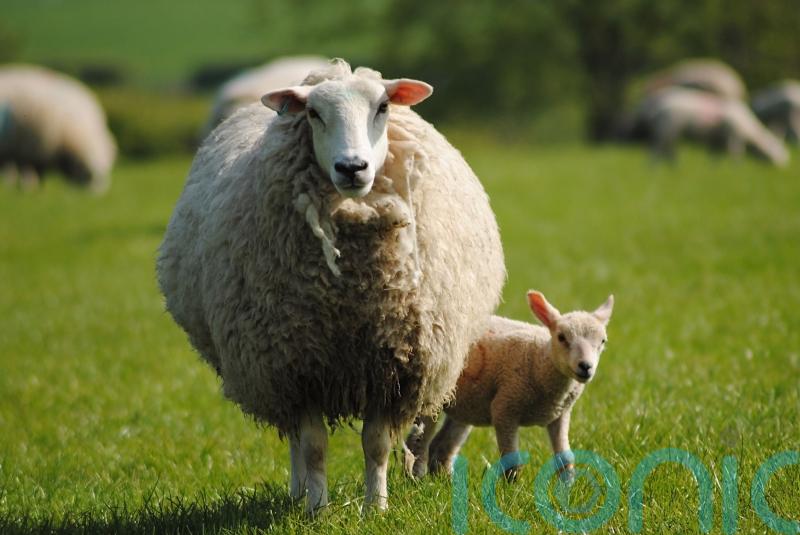 Warning ‘high probability’ new strain of bluetongue will spread from Europe