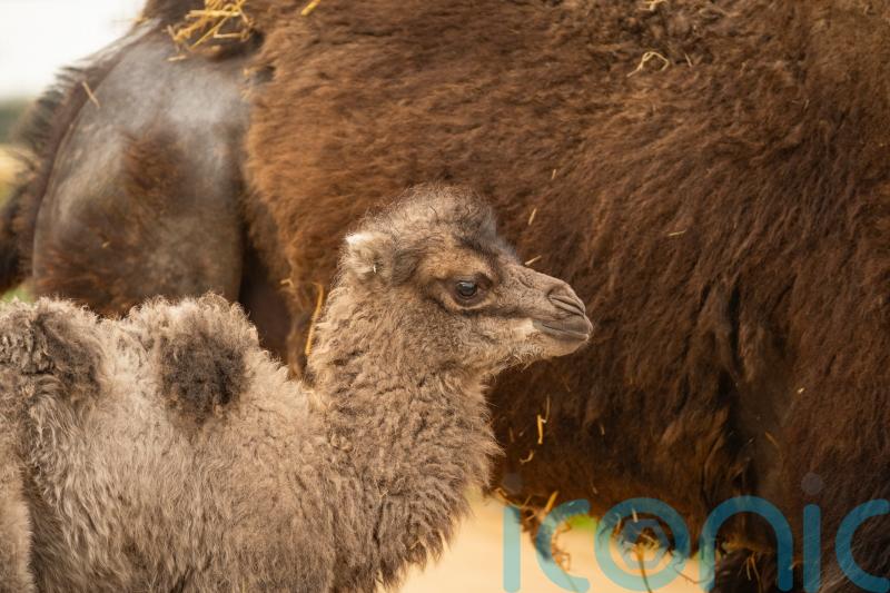 Whipsnade Zoo celebrates birth of camel for first time in eight years