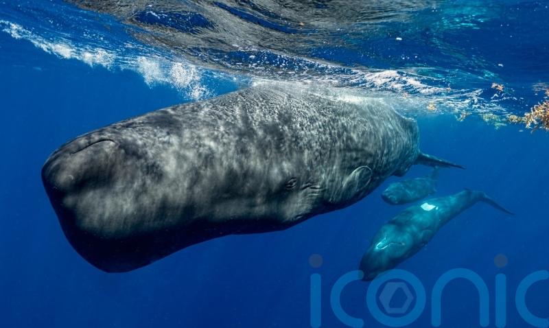 Sperm whales ‘modulate clicks in similar way to human speech’
