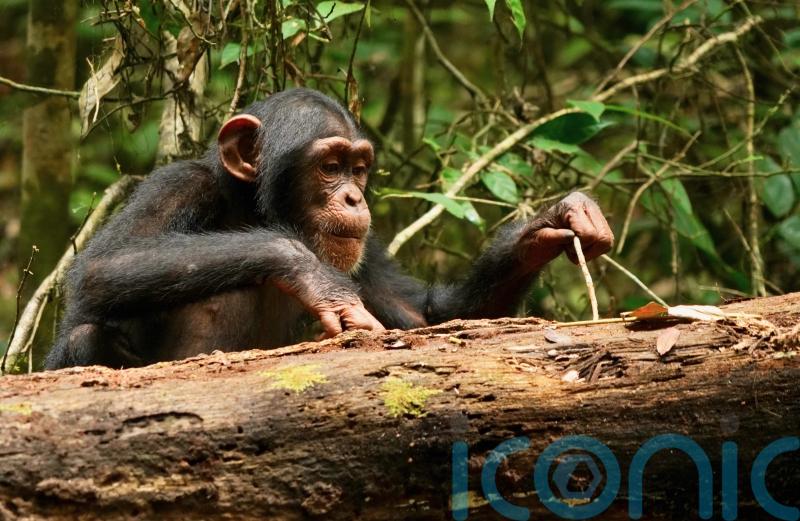 Chimps – like humans – may be lifelong learners, researchers say