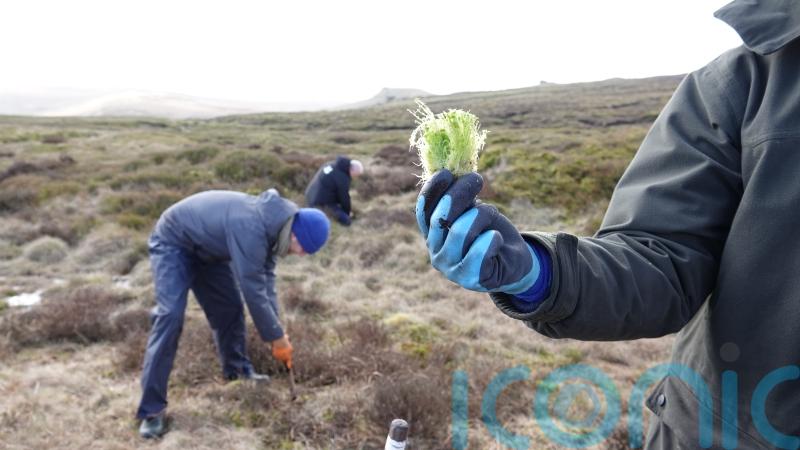 Moss ‘speed bumps’ planted on Kinder Scout to curb flood risk and restore peat