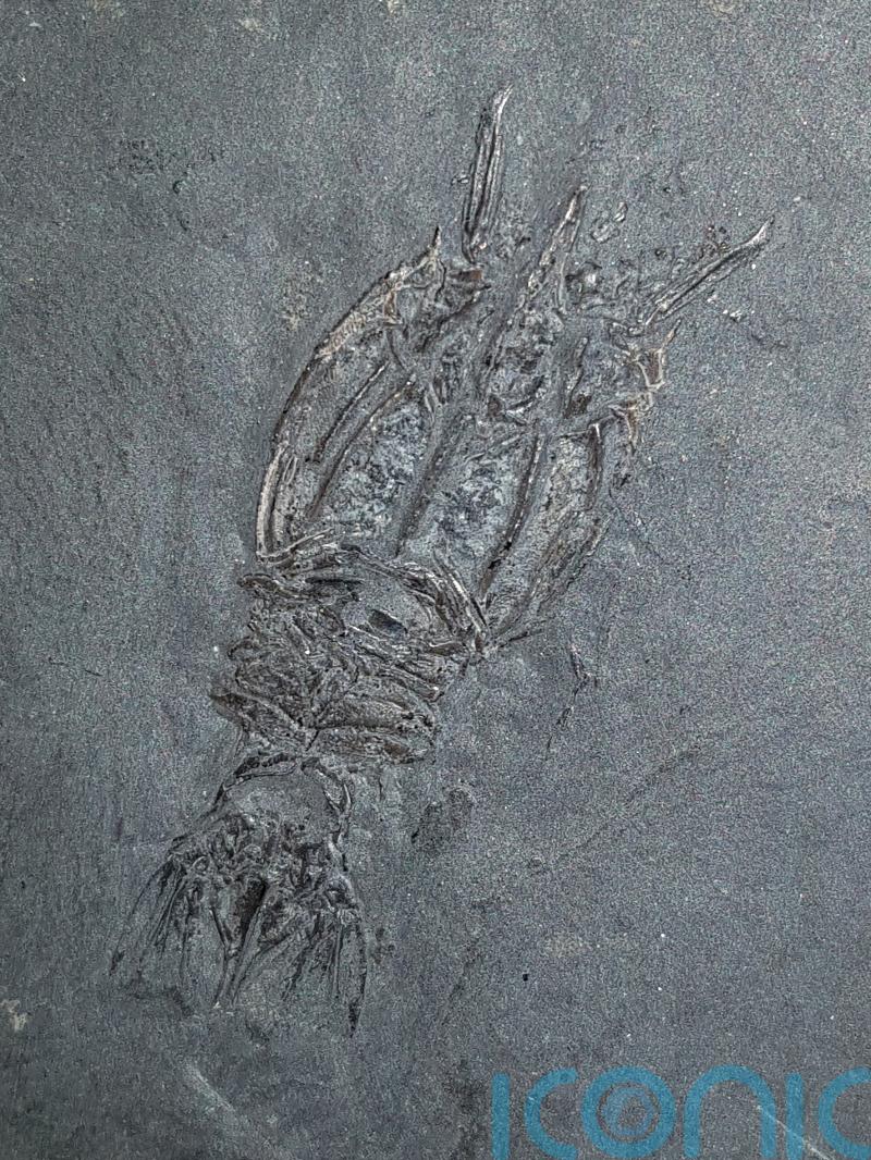 Ancient shrimp named ‘weegie’ in honour of Glasgow origins