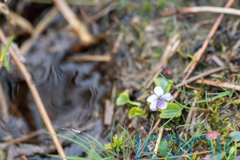 Mass of marsh violets to be planted in Shropshire Hills to boost rare butterfly