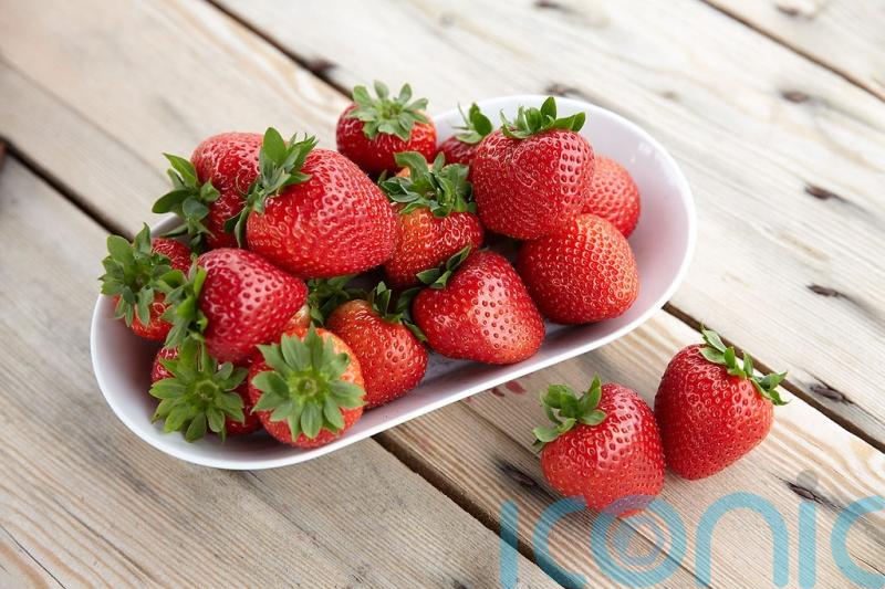 British strawberries delayed but will be ‘worth the wait’, say producers