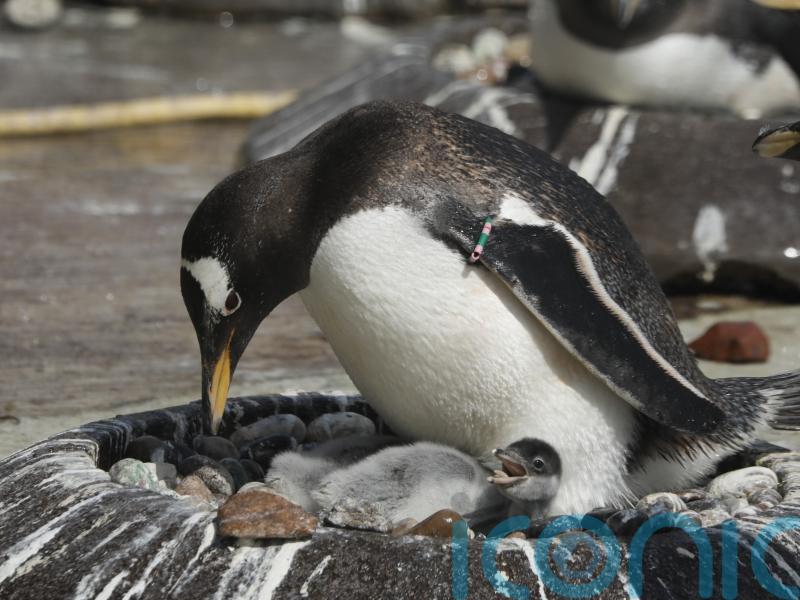 Zoo welcomes first penguin chicks of breeding season