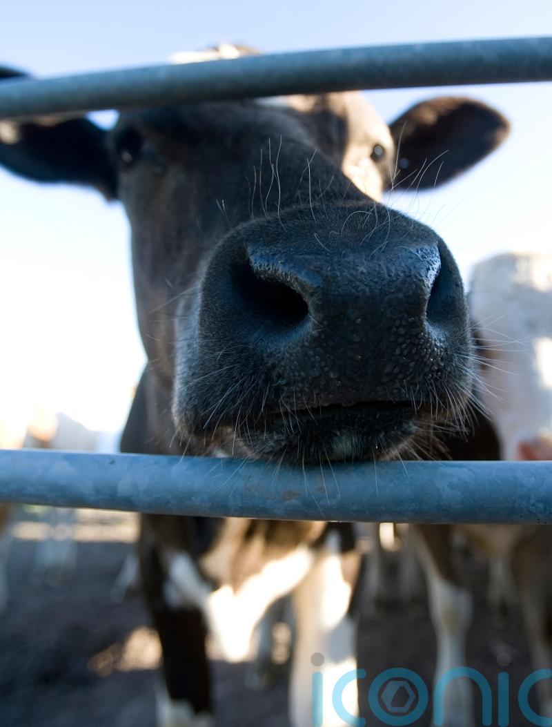 Restrictions imposed as cow is identified with BSE on Scottish farm