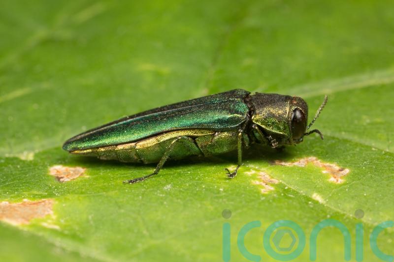Research hub to receive £4m to tackle pests and pathogens threatening trees
