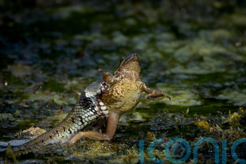 Primary school pupils witness dramatic moment grass snake catches frog