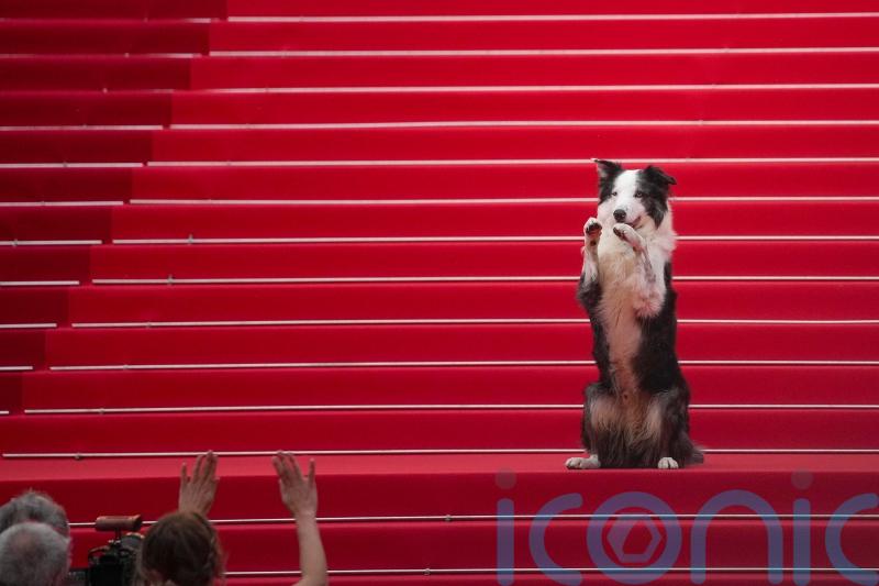 Messi the dog comes to Cannes for an encore