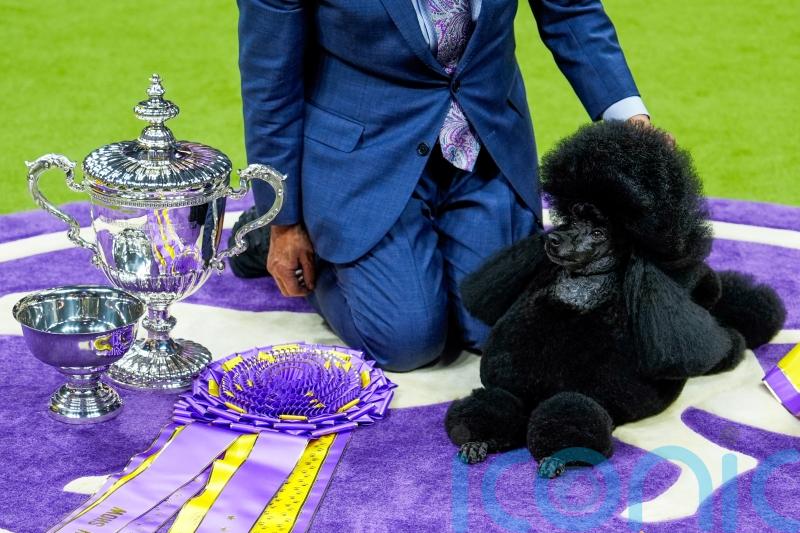Miniature poodle named Sage wins Westminster Kennel Club dog show