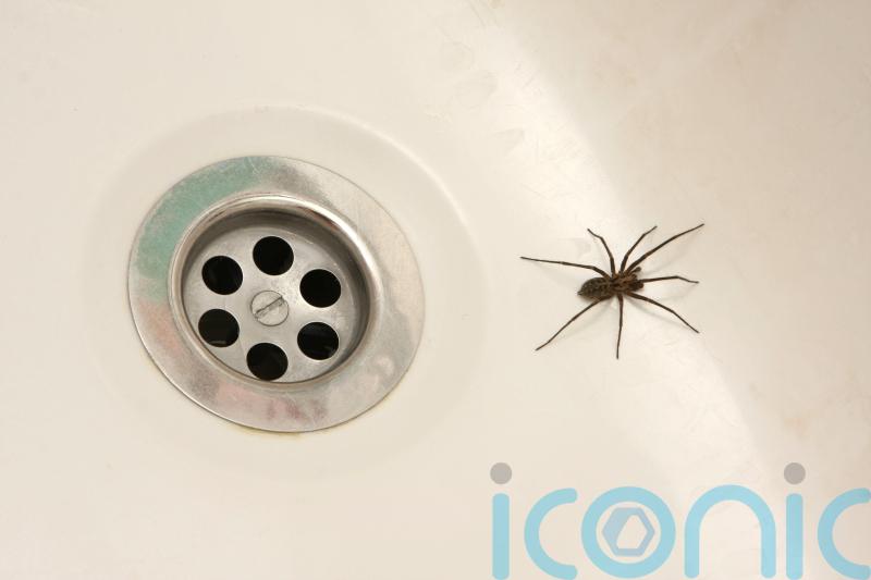 8 ways to get spiders out your home this summer