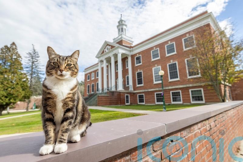 Max the friendly cat awarded honorary degree by US university